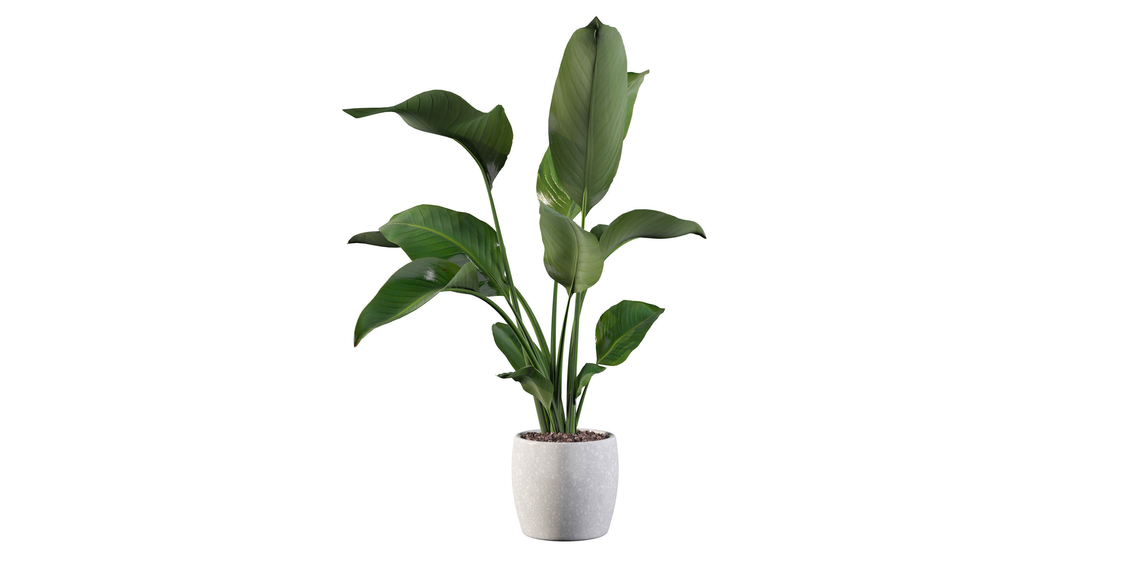 Strelitzia in terrazio pot 3D model_31
