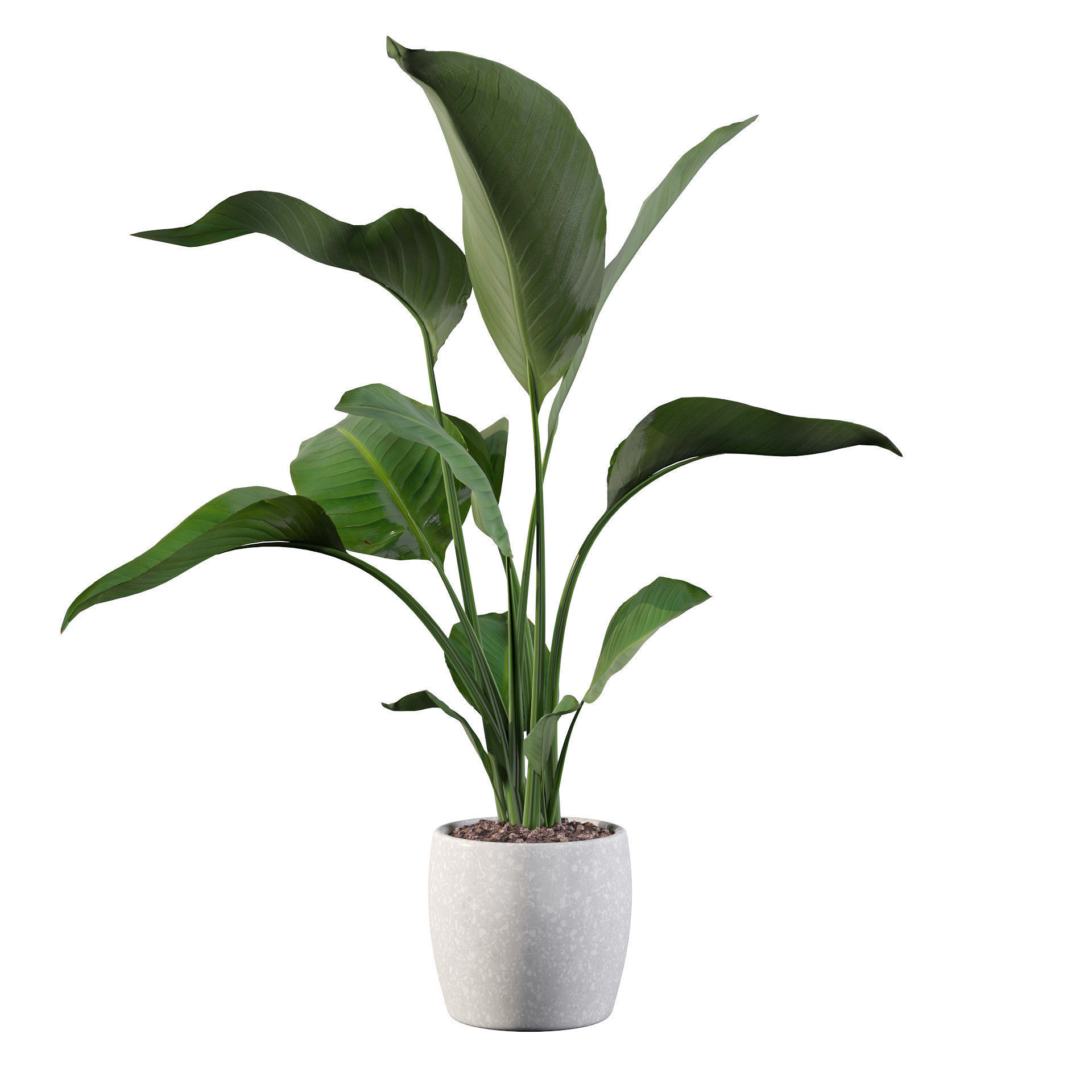 Strelitzia in terrazio pot 3D model_51