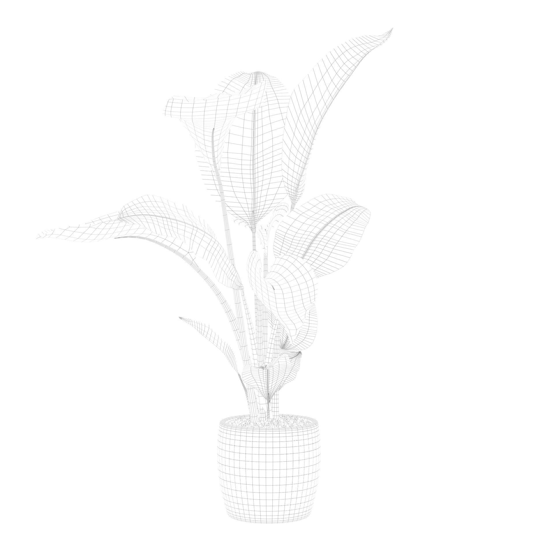 Strelitzia in terrazio pot 3D model_57