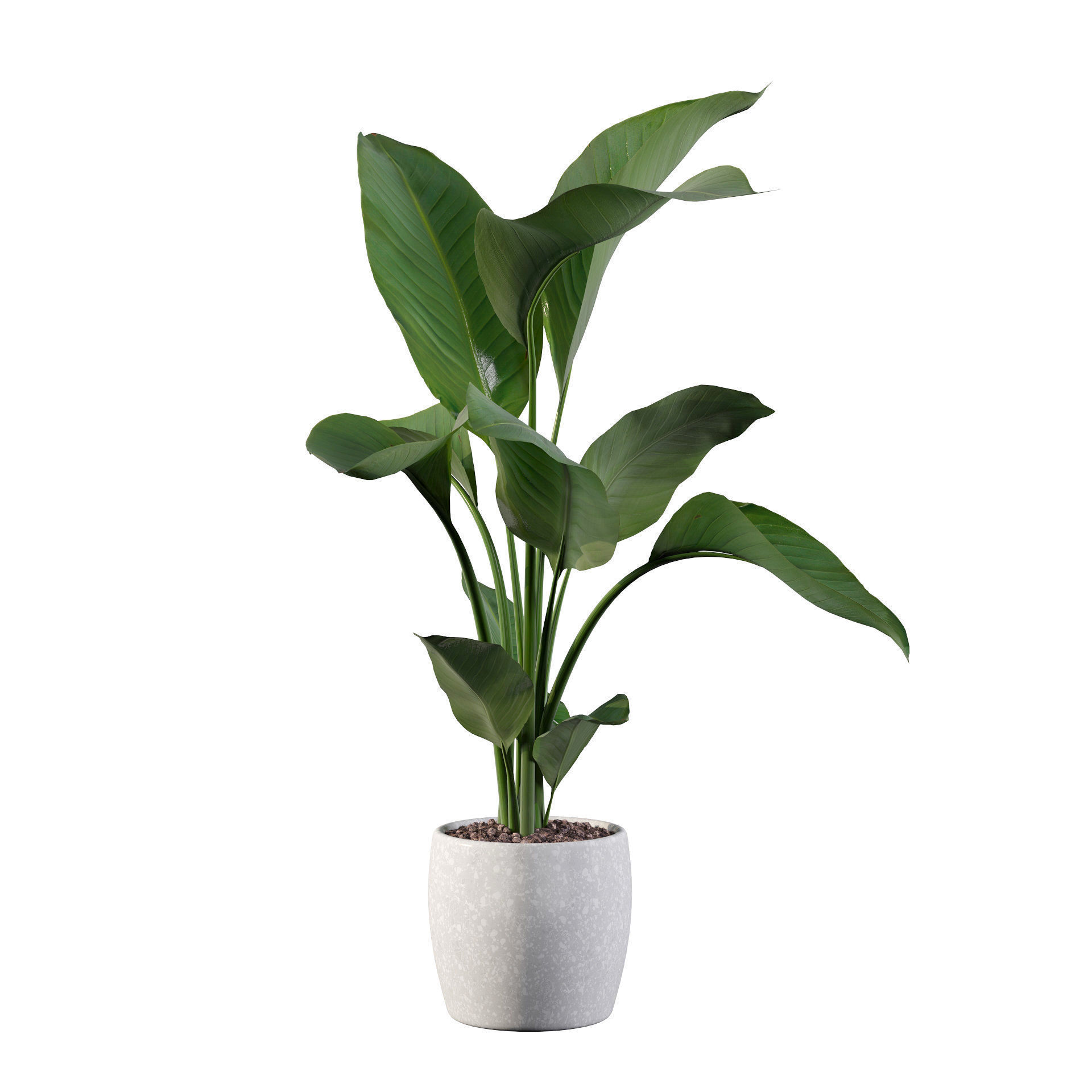 Strelitzia in terrazio pot 3D model_64