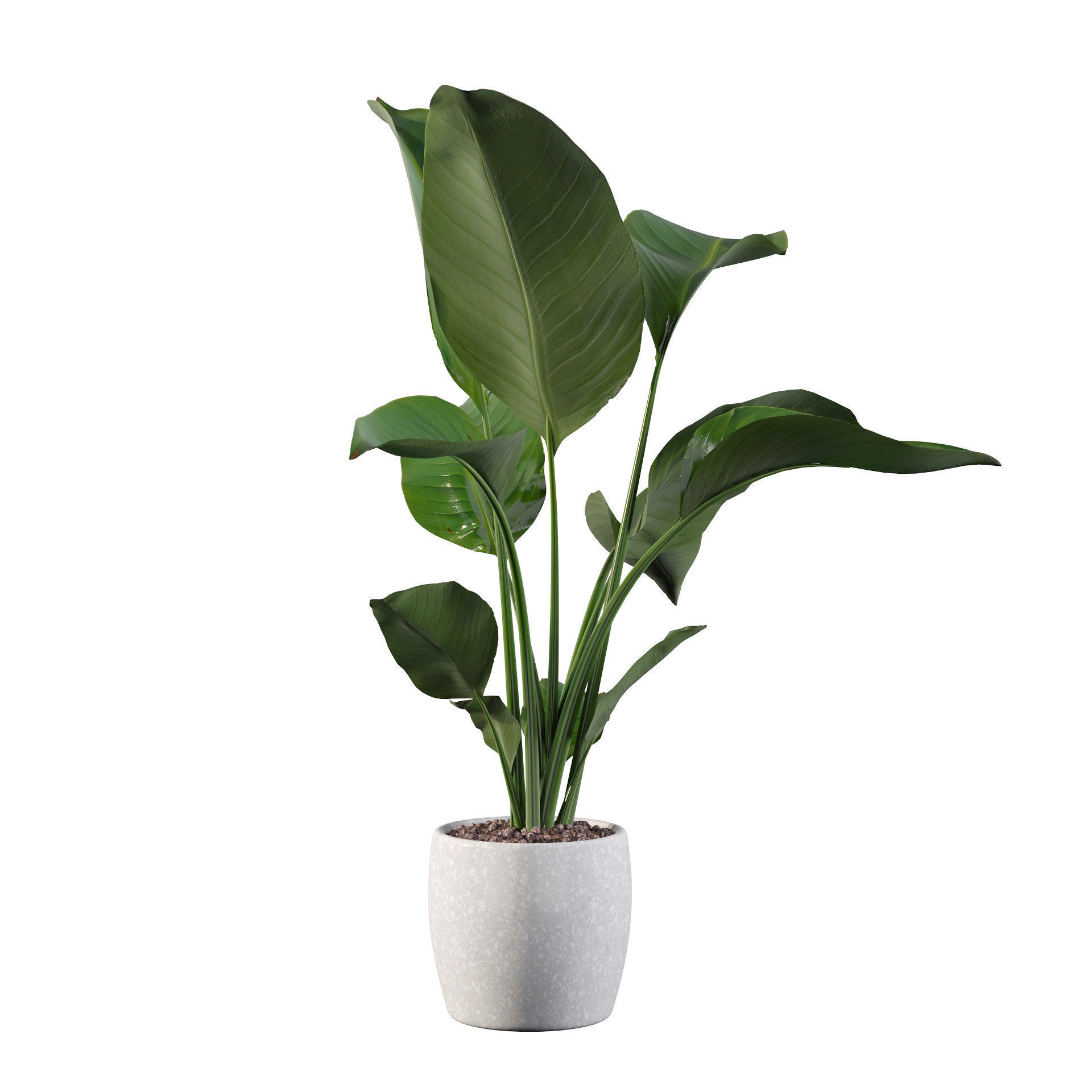 Strelitzia in terrazio pot 3D model_66