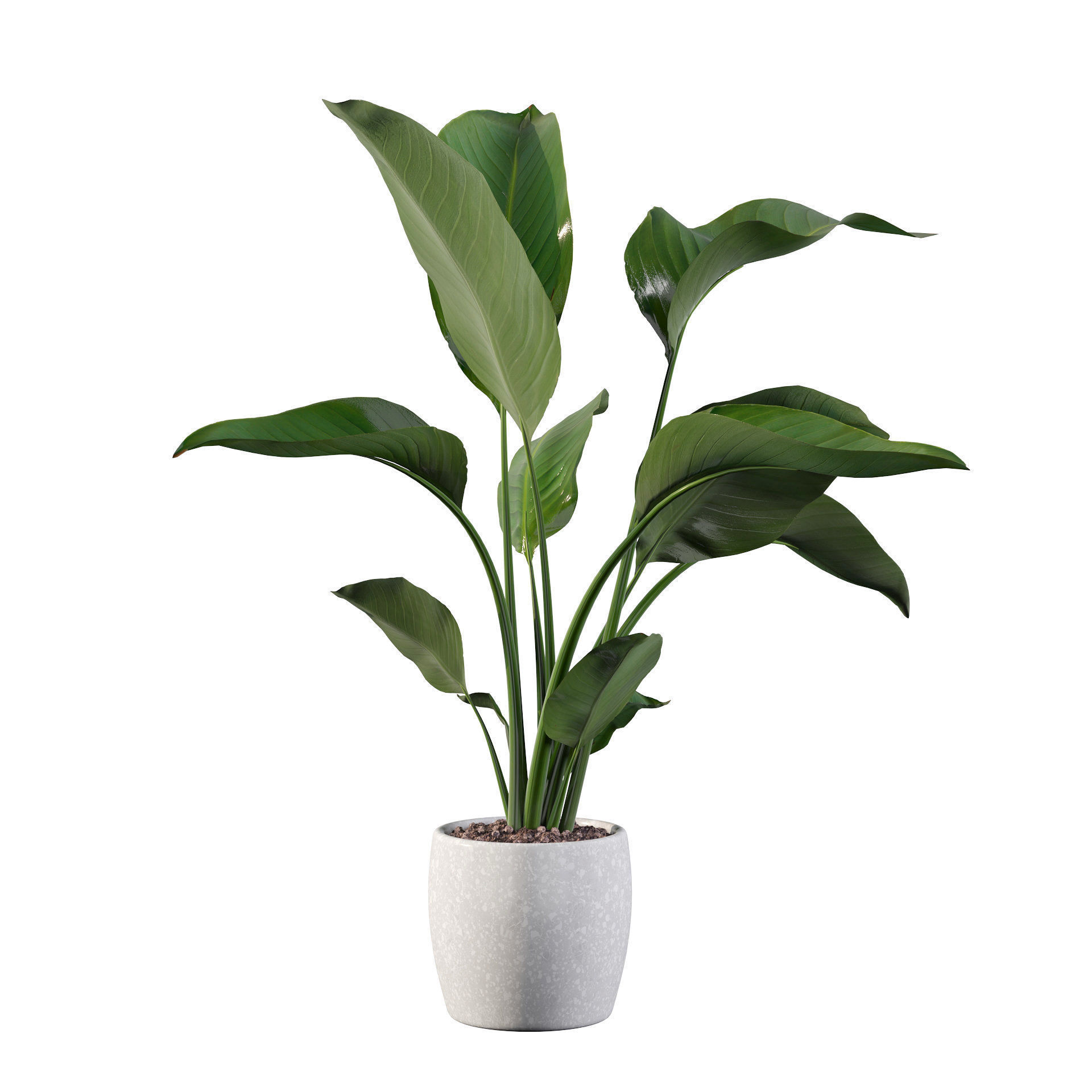Strelitzia in terrazio pot 3D model_13