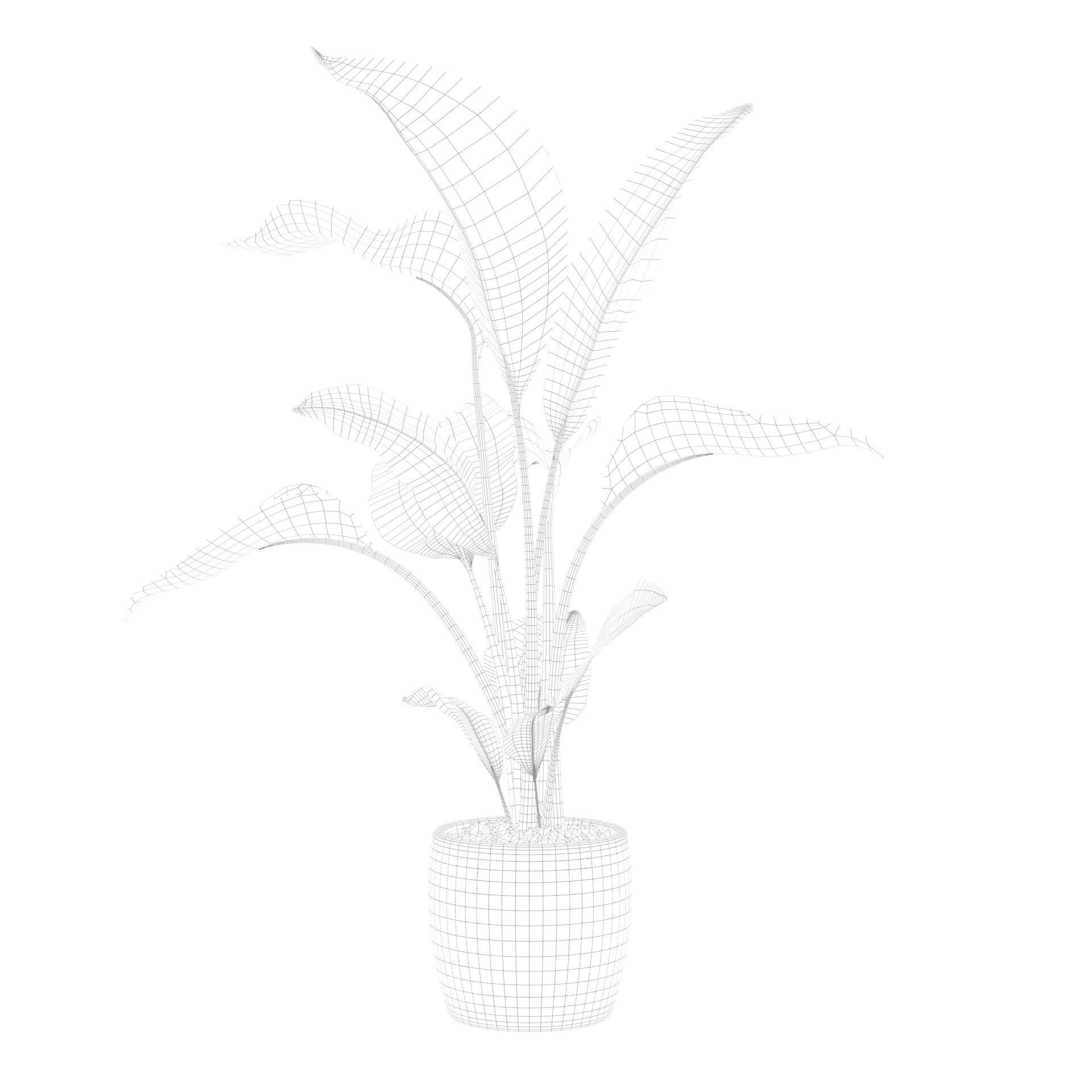 Strelitzia in terrazio pot 3D model_68