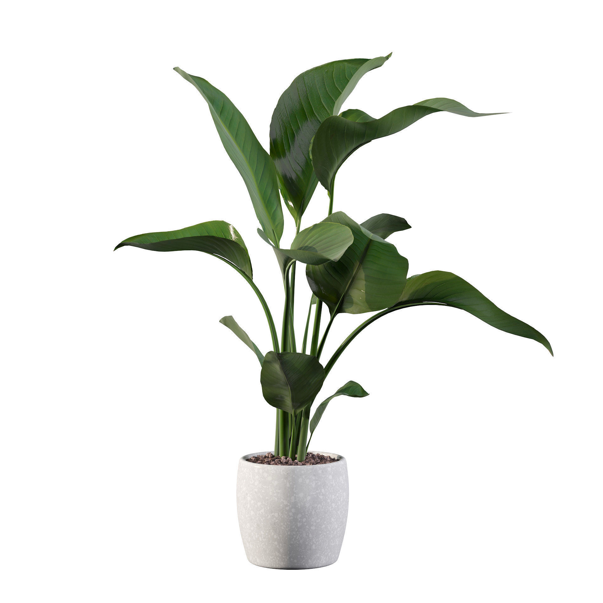 Strelitzia in terrazio pot 3D model_50
