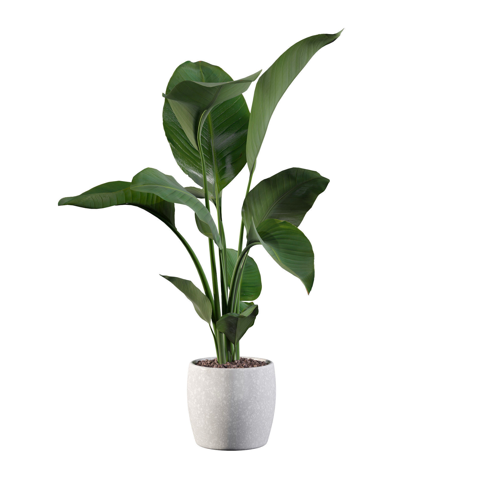 Strelitzia in terrazio pot 3D model_43