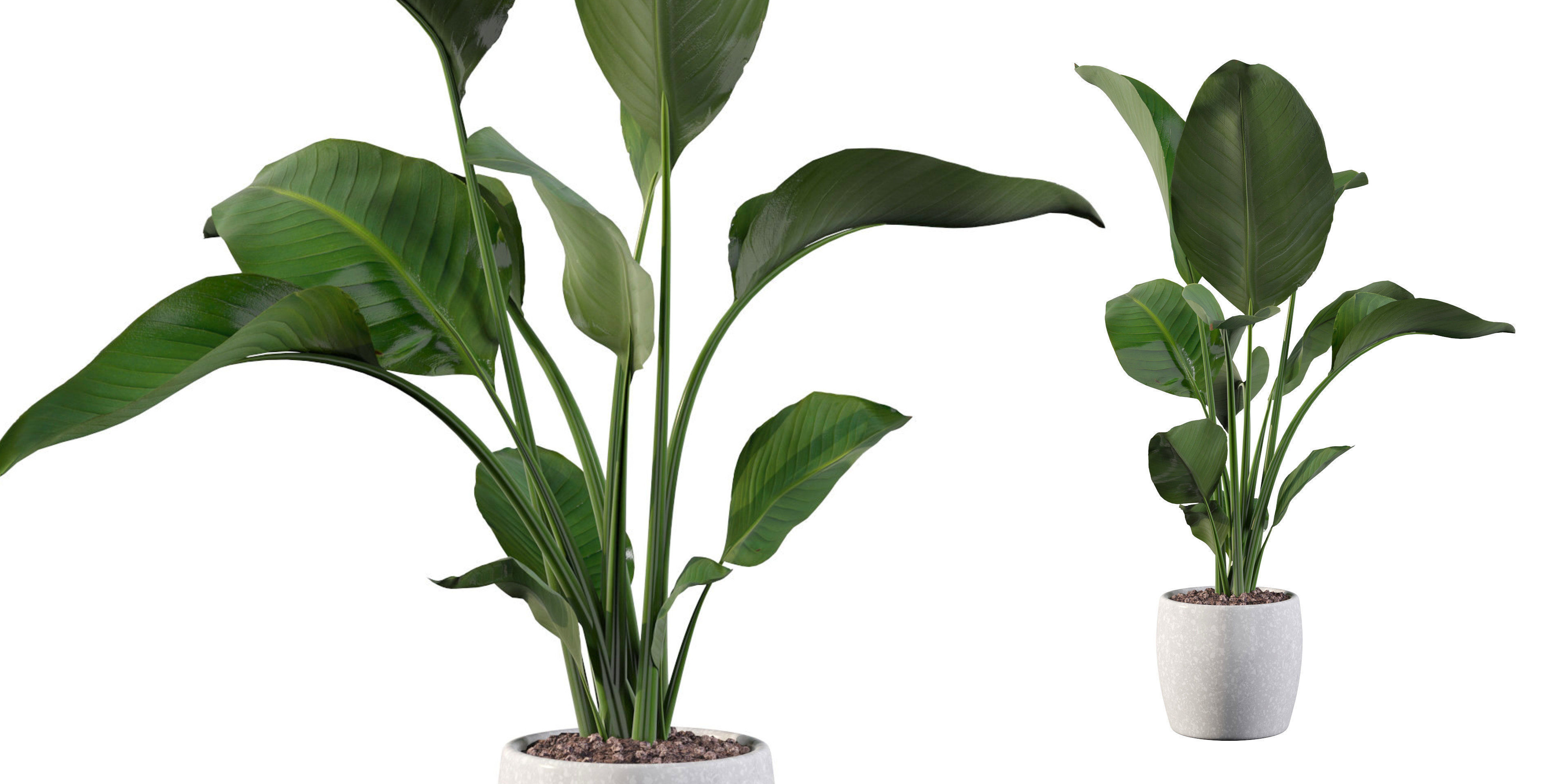 Strelitzia in terrazio pot 3D model_18