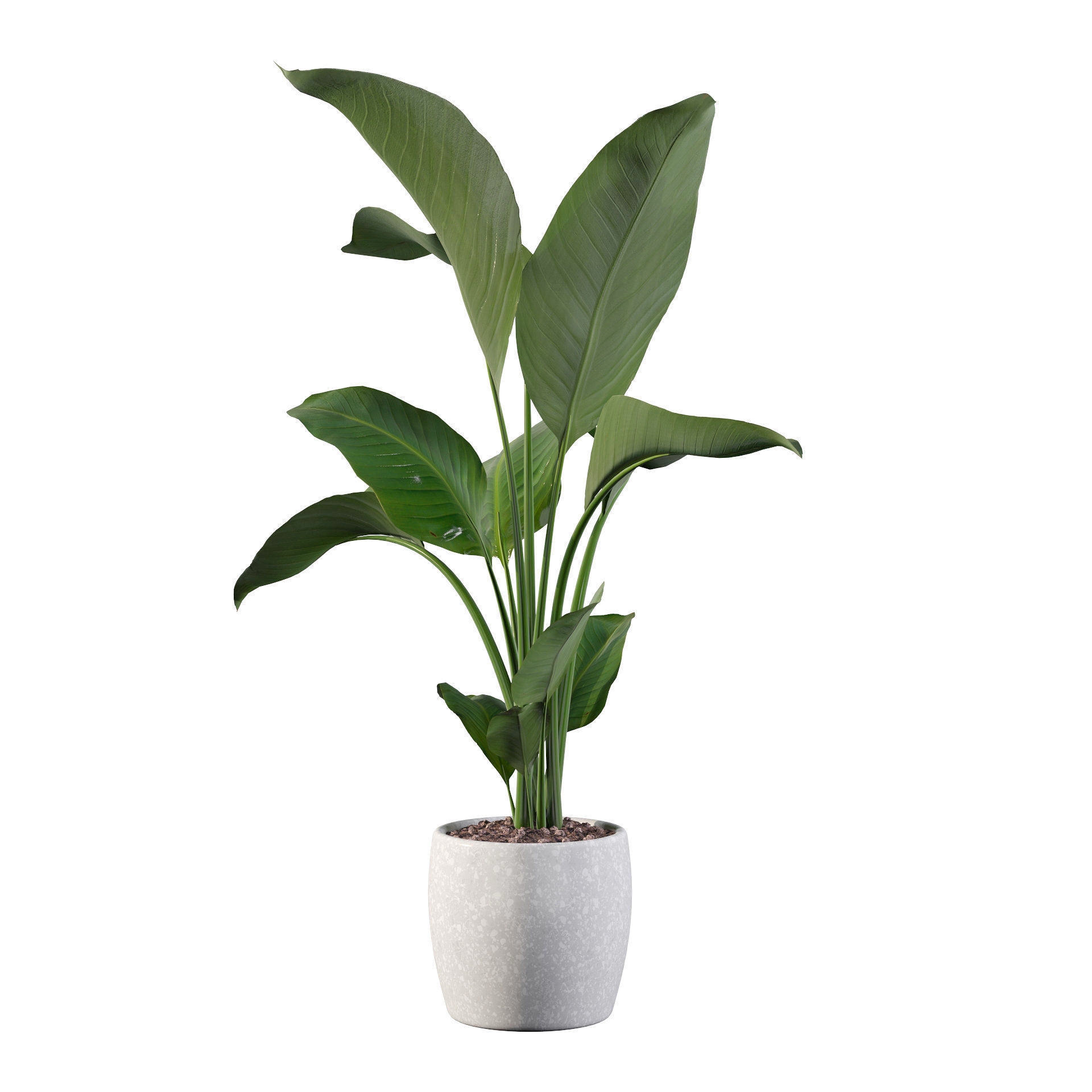 Strelitzia in terrazio pot 3D model_44