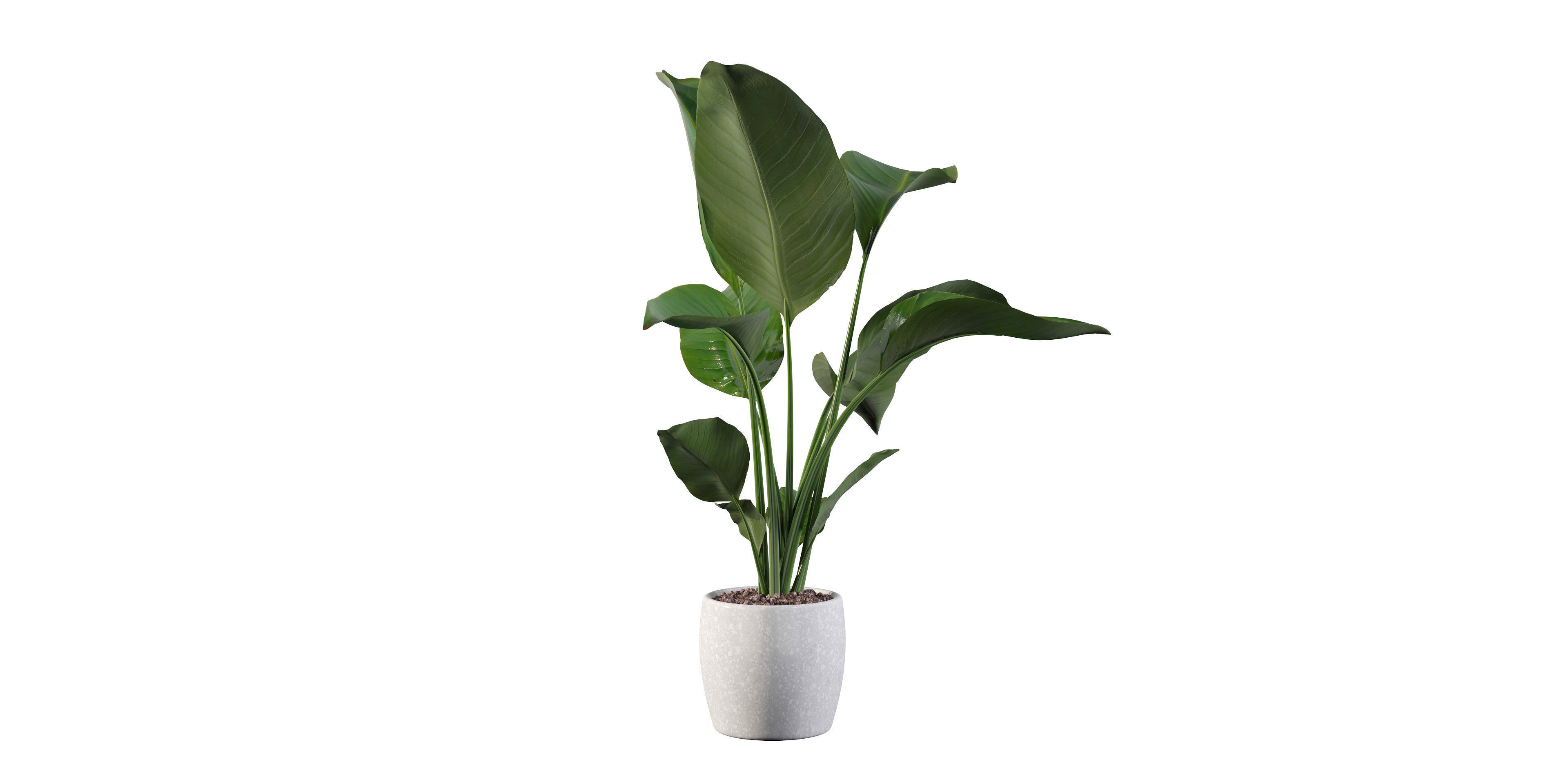 Strelitzia in terrazio pot 3D model_30