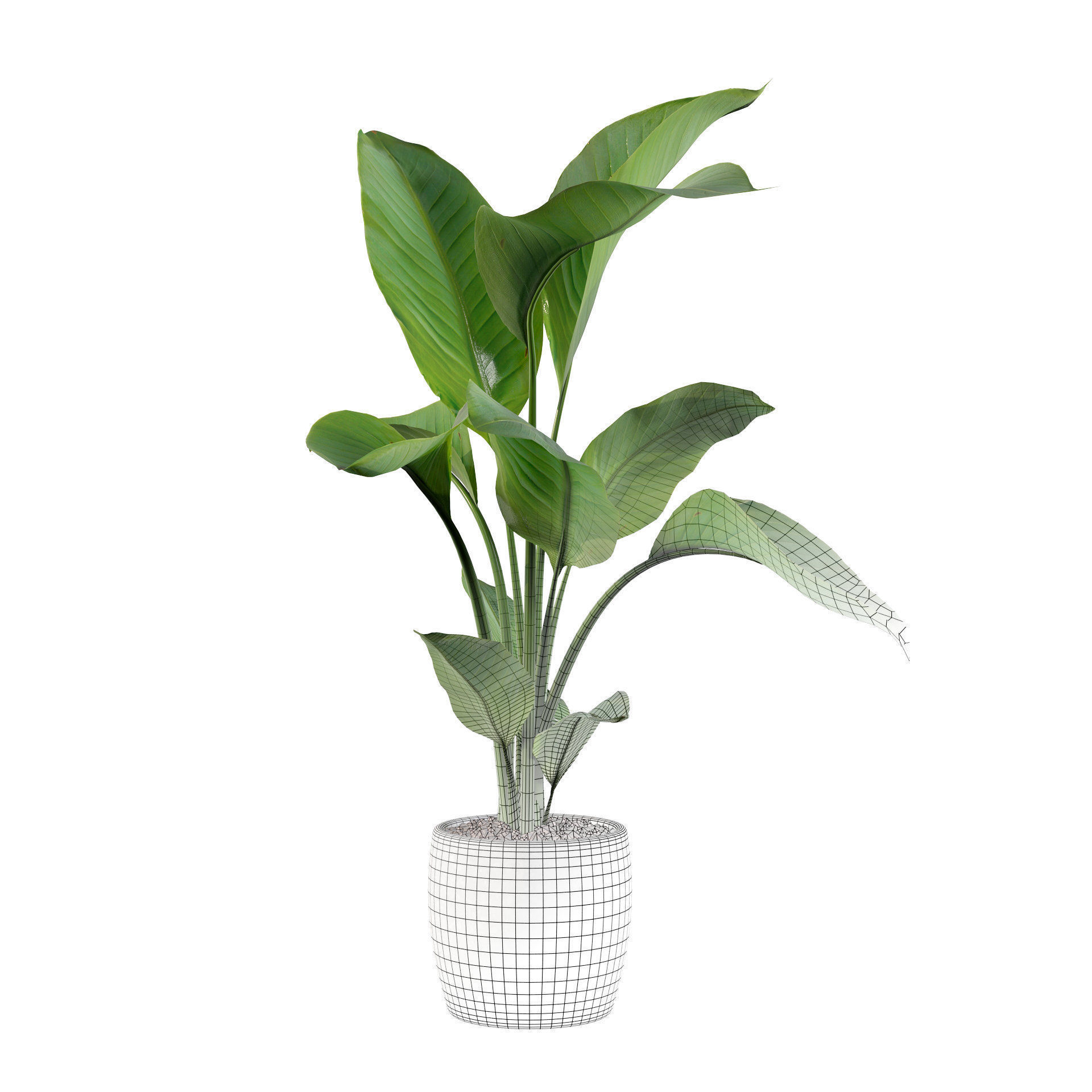 Strelitzia in terrazio pot 3D model_3