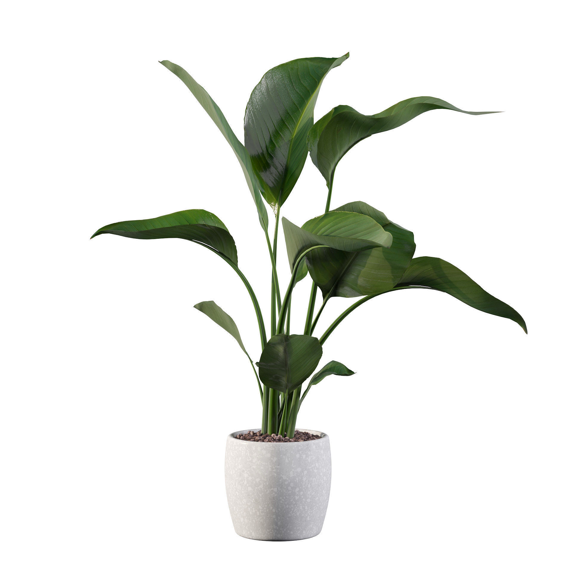 Strelitzia in terrazio pot 3D model_14