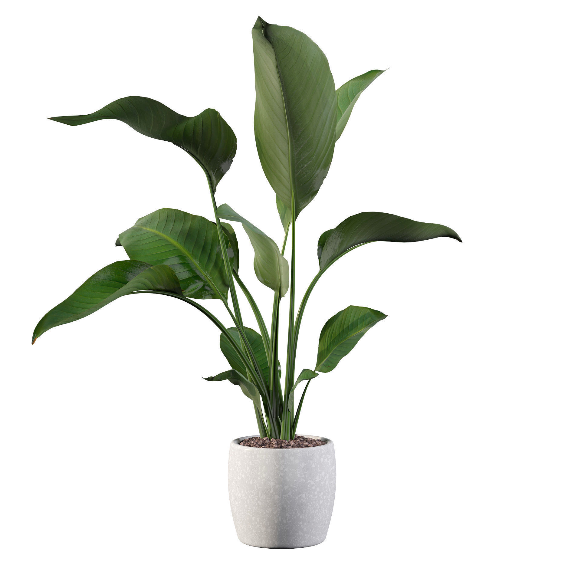 Strelitzia in terrazio pot 3D model_9