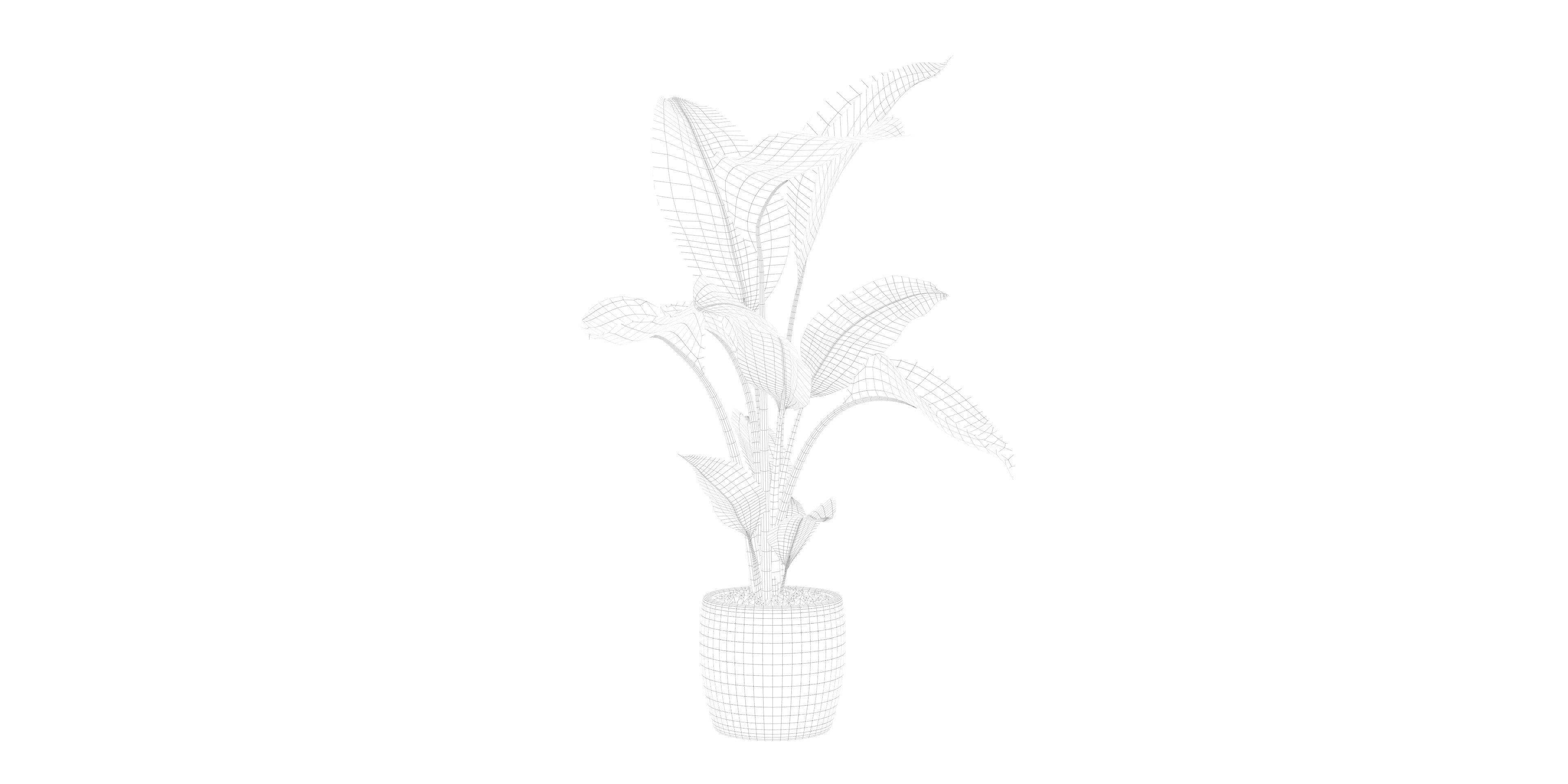 Strelitzia in terrazio pot 3D model_28