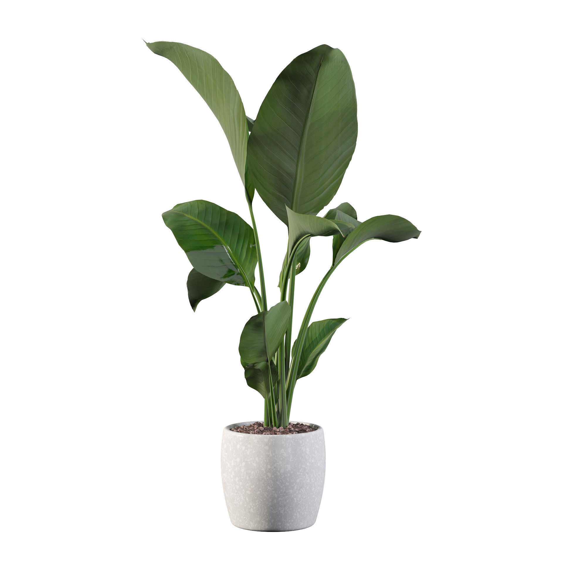 Strelitzia in terrazio pot 3D model_46