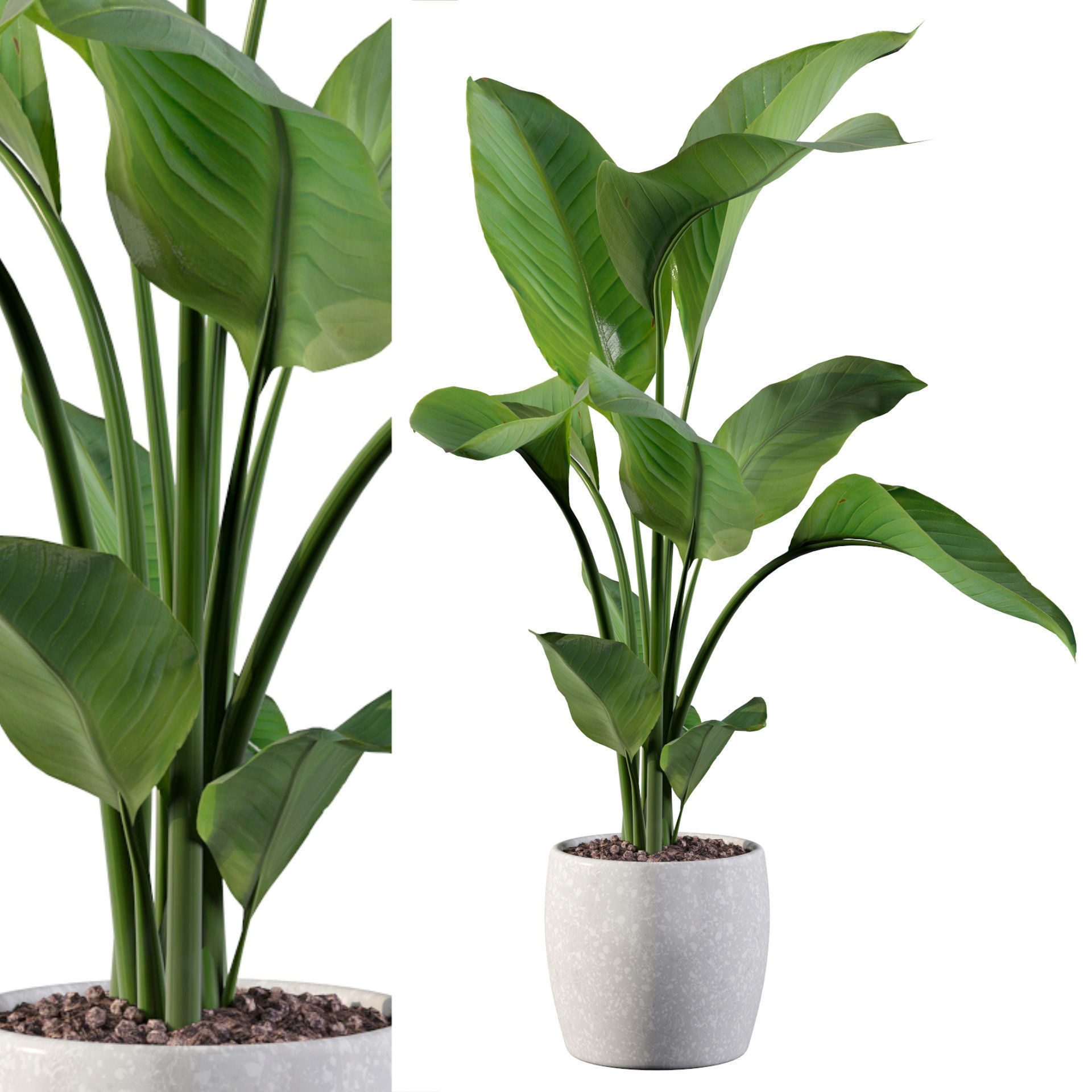 Strelitzia in terrazio pot 3D model_17