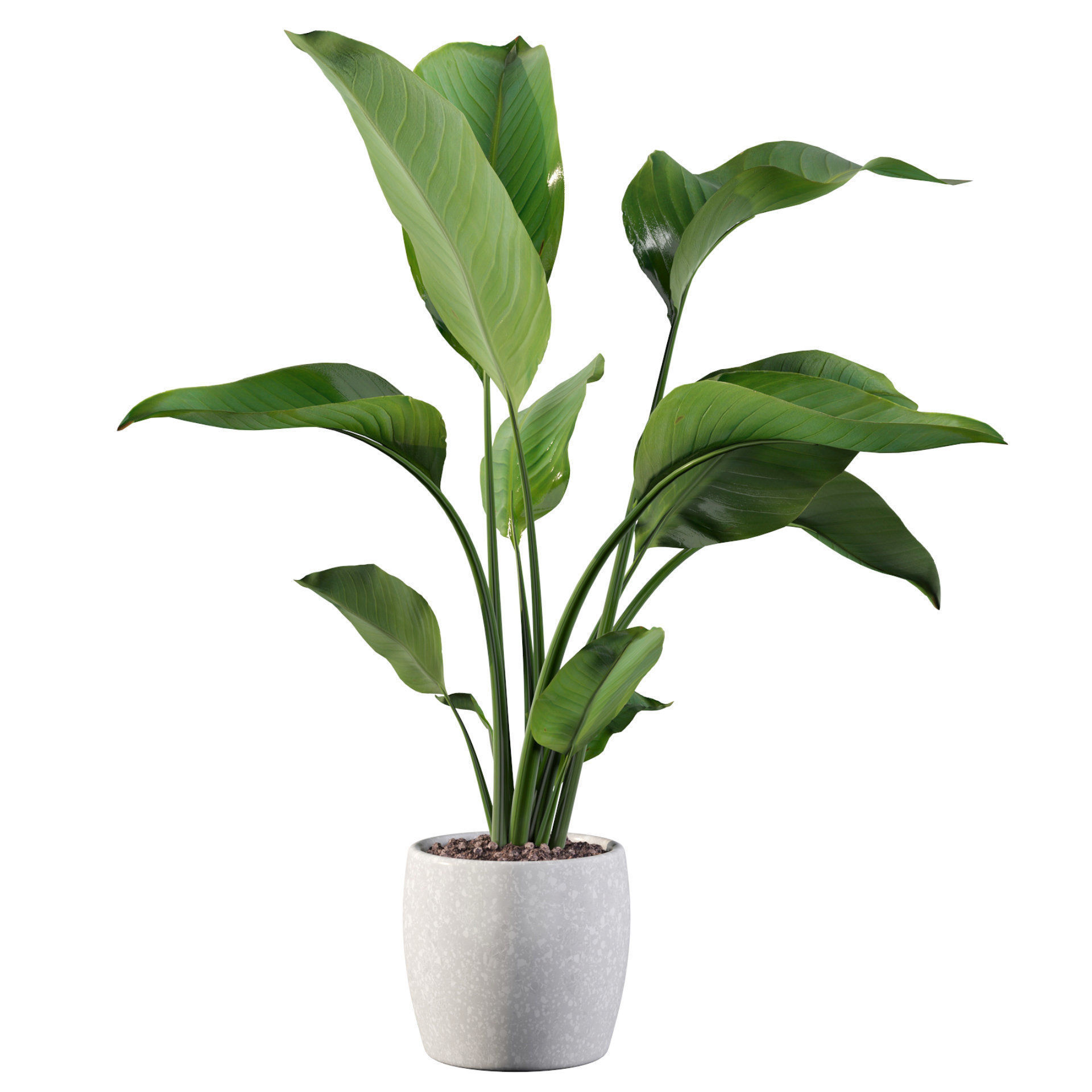 Strelitzia in terrazio pot 3D model_36
