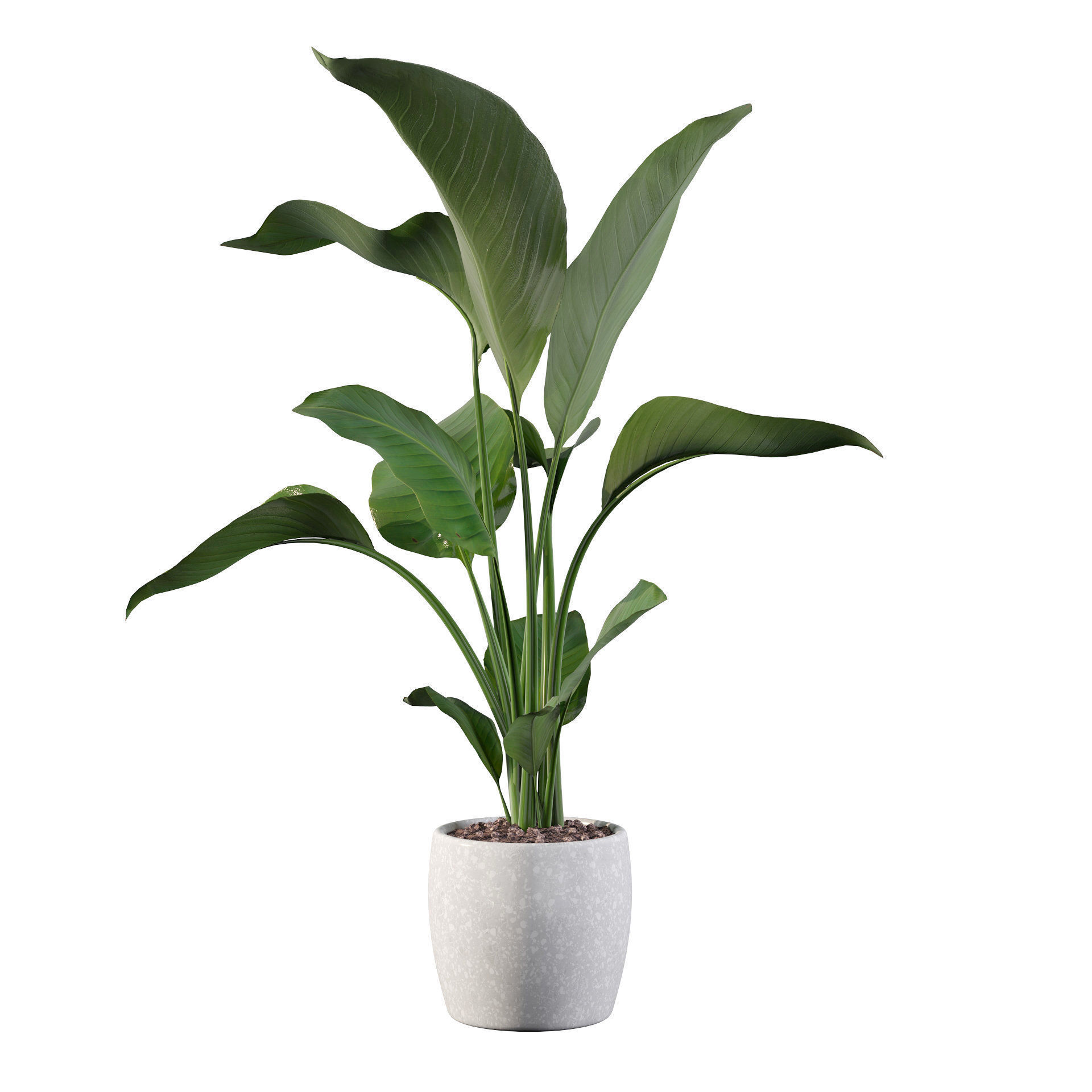 Strelitzia in terrazio pot 3D model_53