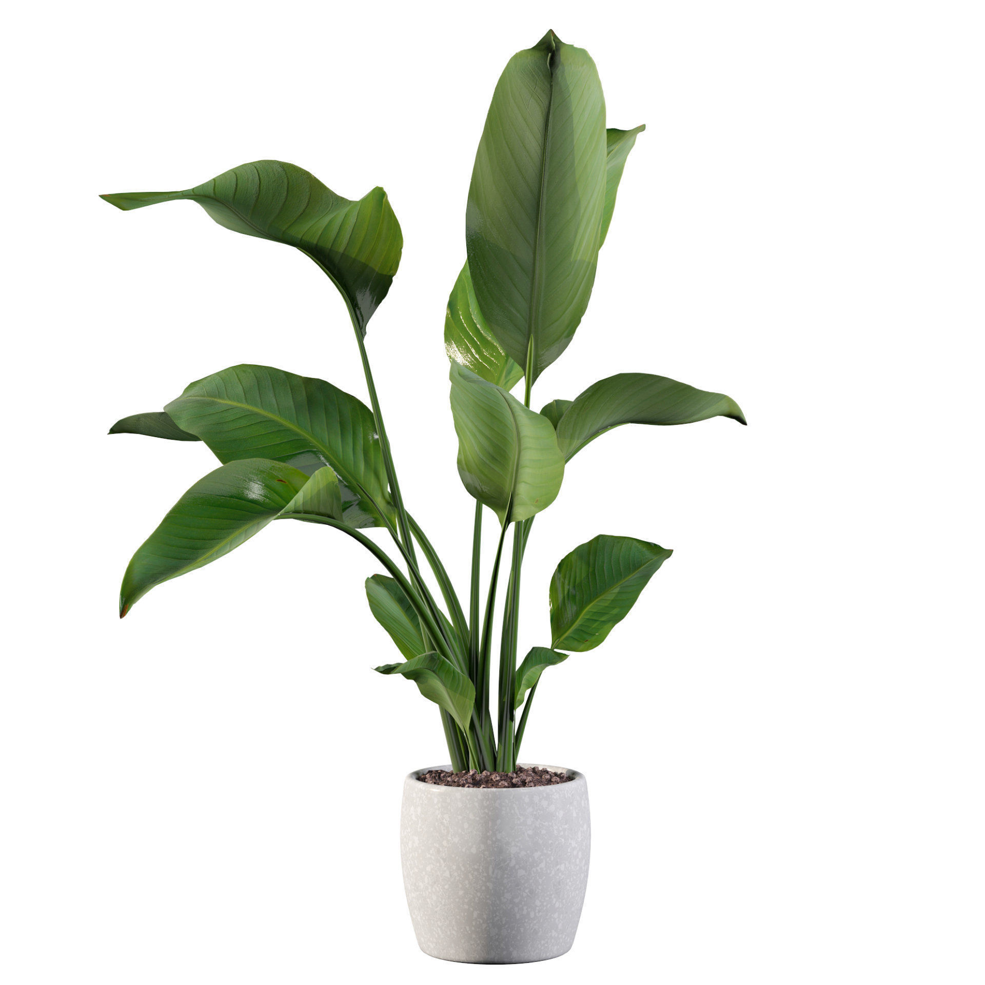Strelitzia in terrazio pot 3D model_34