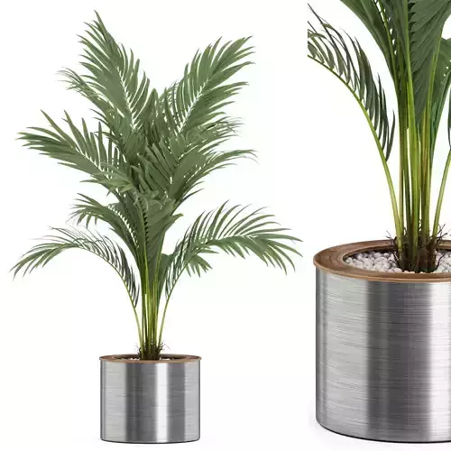 Plants collection 508 3D model