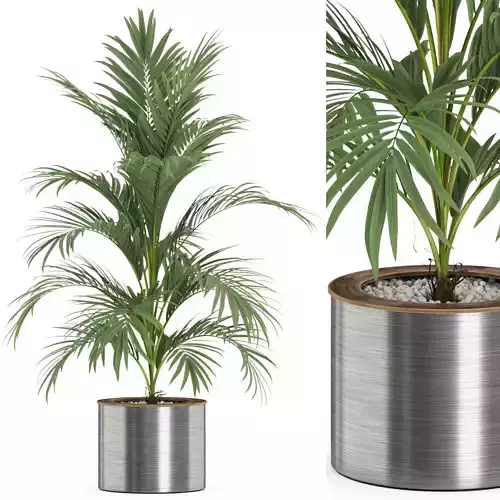 Plants collection 509 3D model