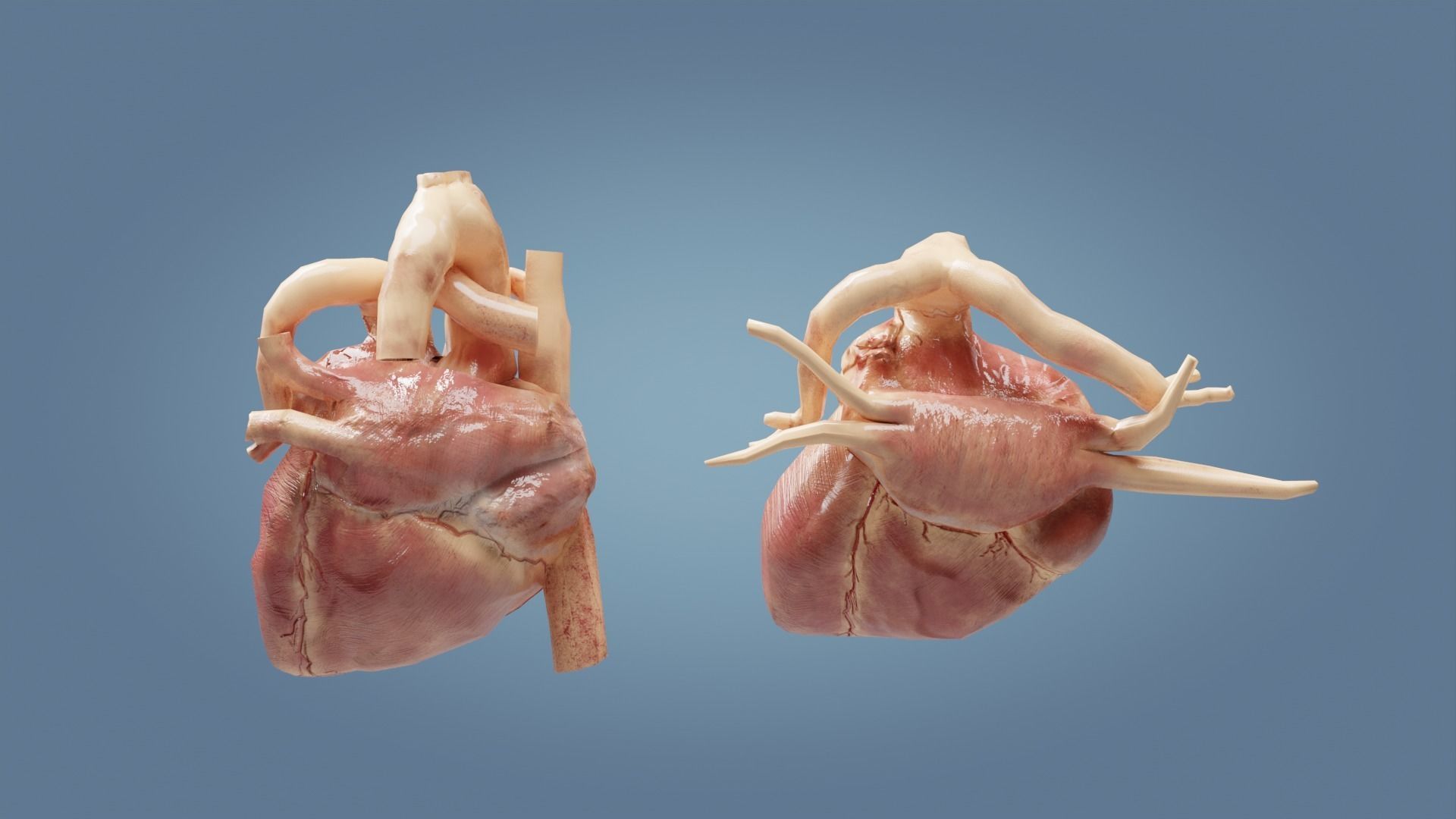 Human Heart with cross section Low-poly 3D model_2