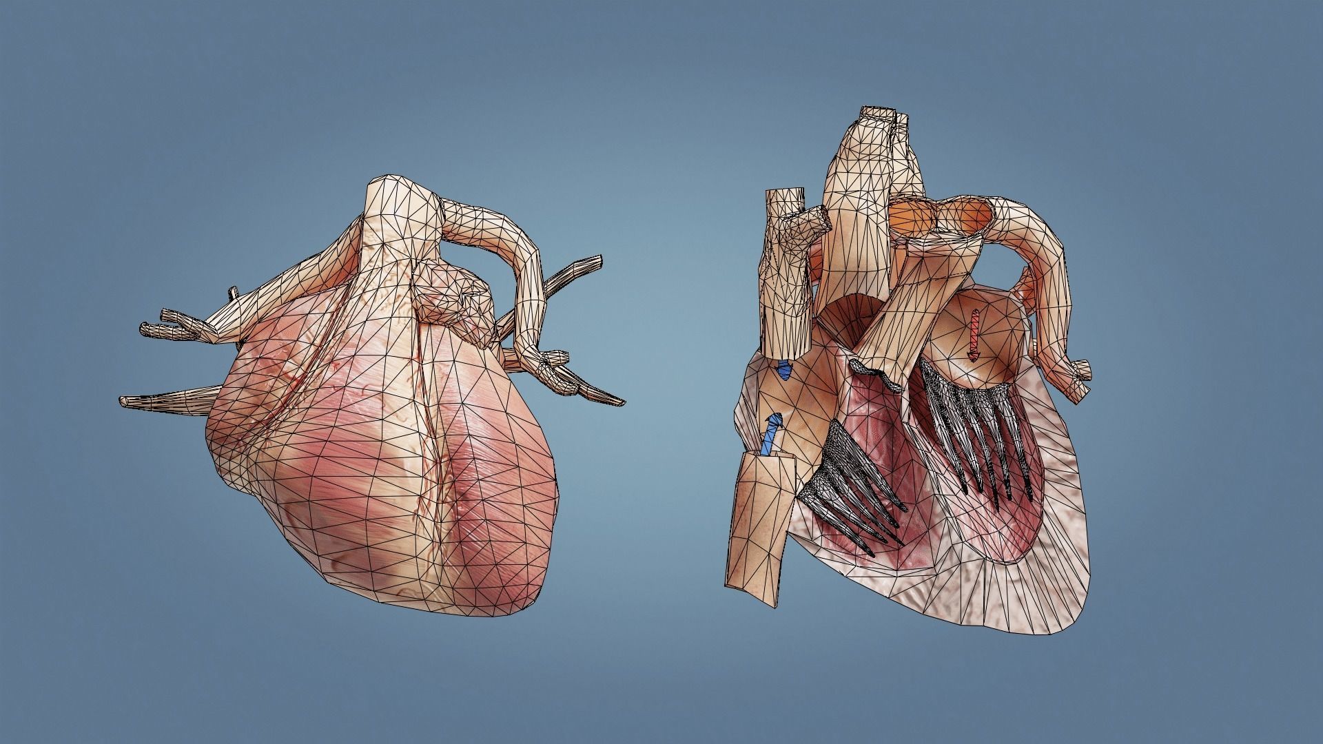 Human Heart with cross section Low-poly 3D model_4