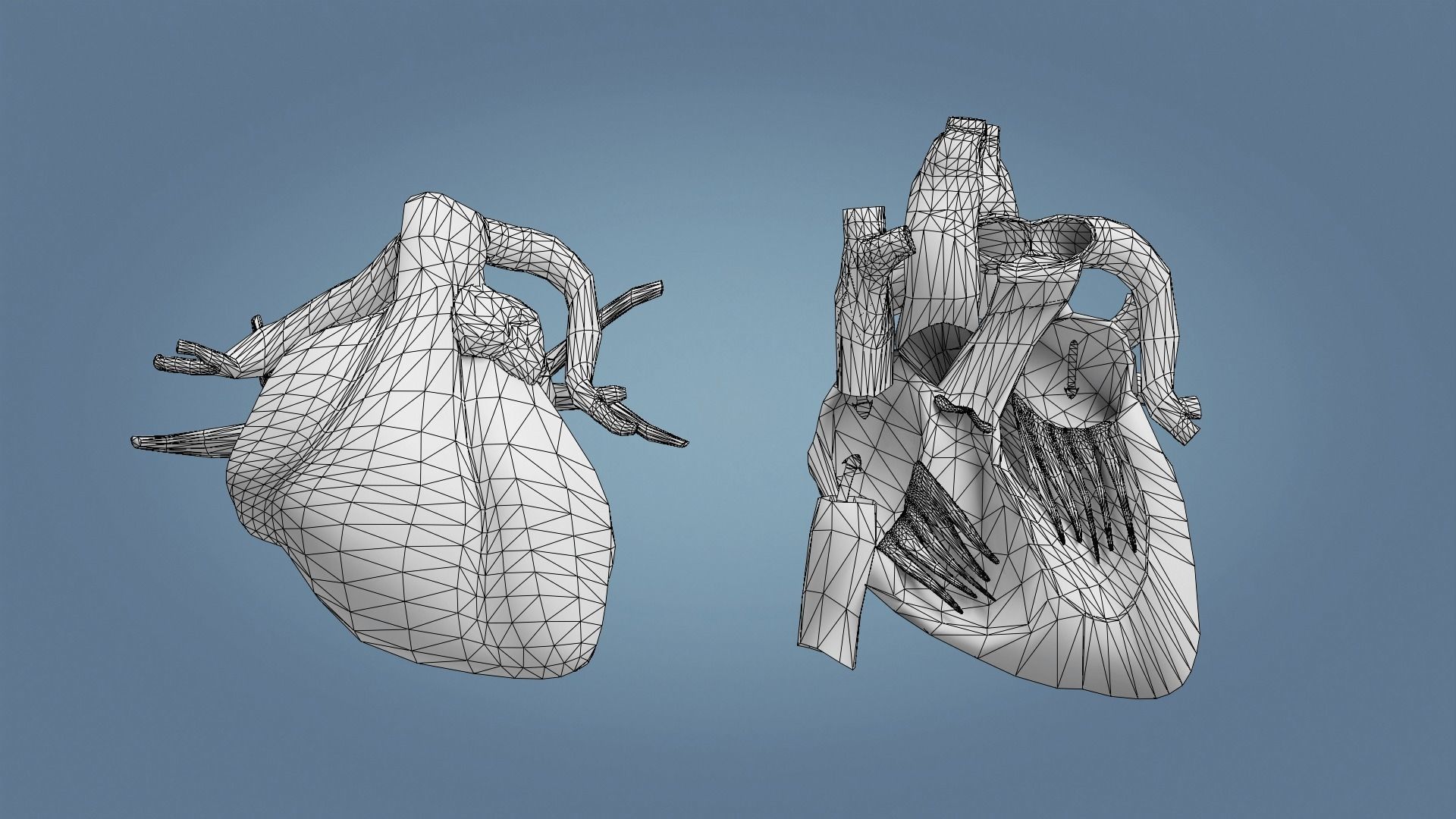 Human Heart with cross section Low-poly 3D model_6