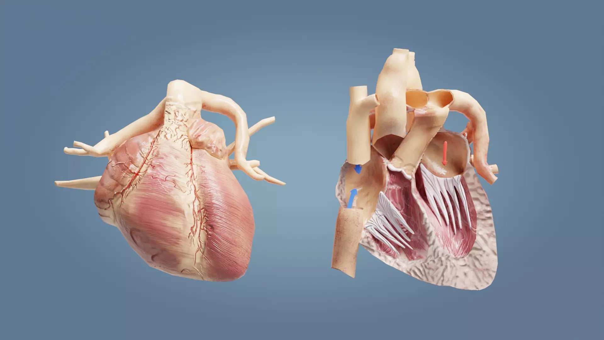 Human Heart with cross section Low-poly 3D model_0