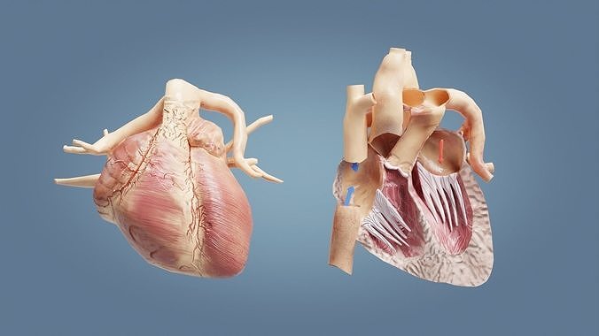 Human Heart with cross section Low-poly 3D model