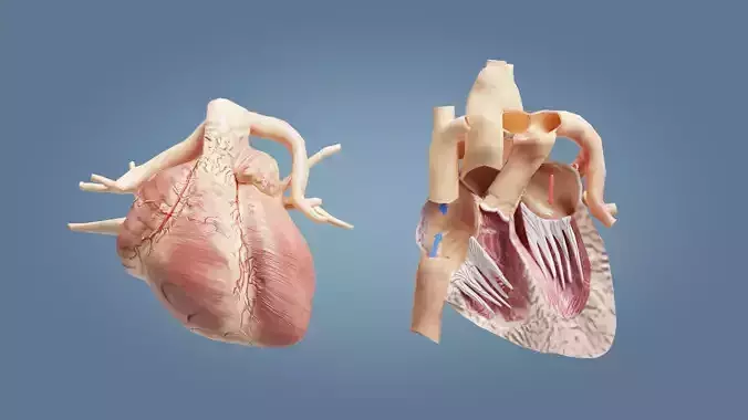 Human Heart with cross section Low-poly 3D model