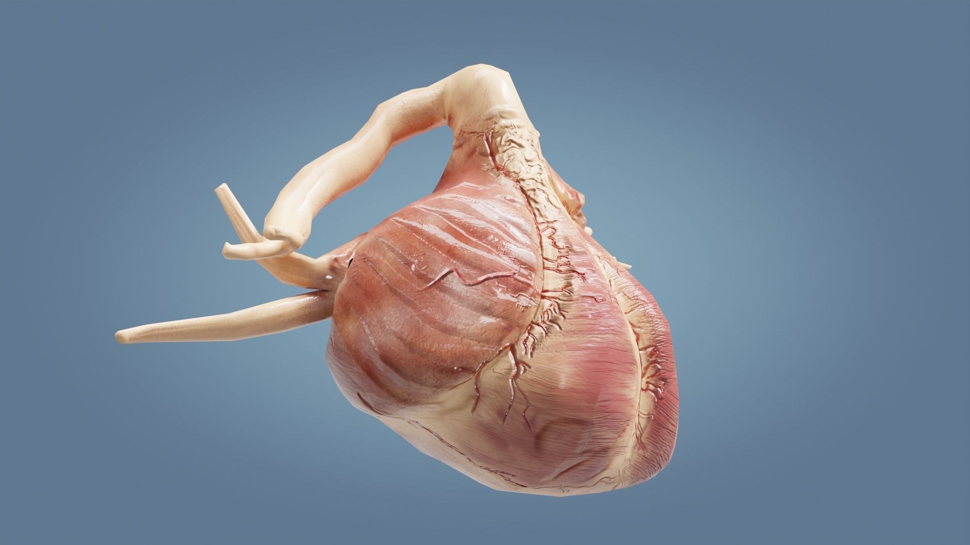 Human Heart with cross section Low-poly 3D model_3
