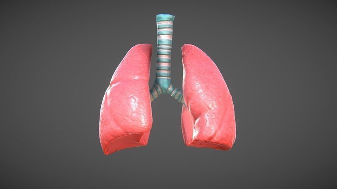 Lungs and trachea Low-poly 3D model
