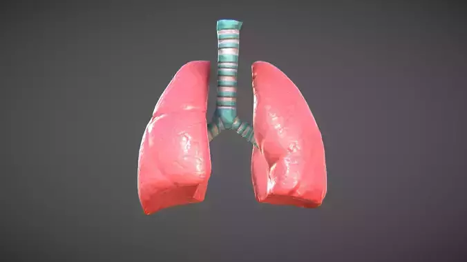 Lungs and trachea Low-poly 3D model