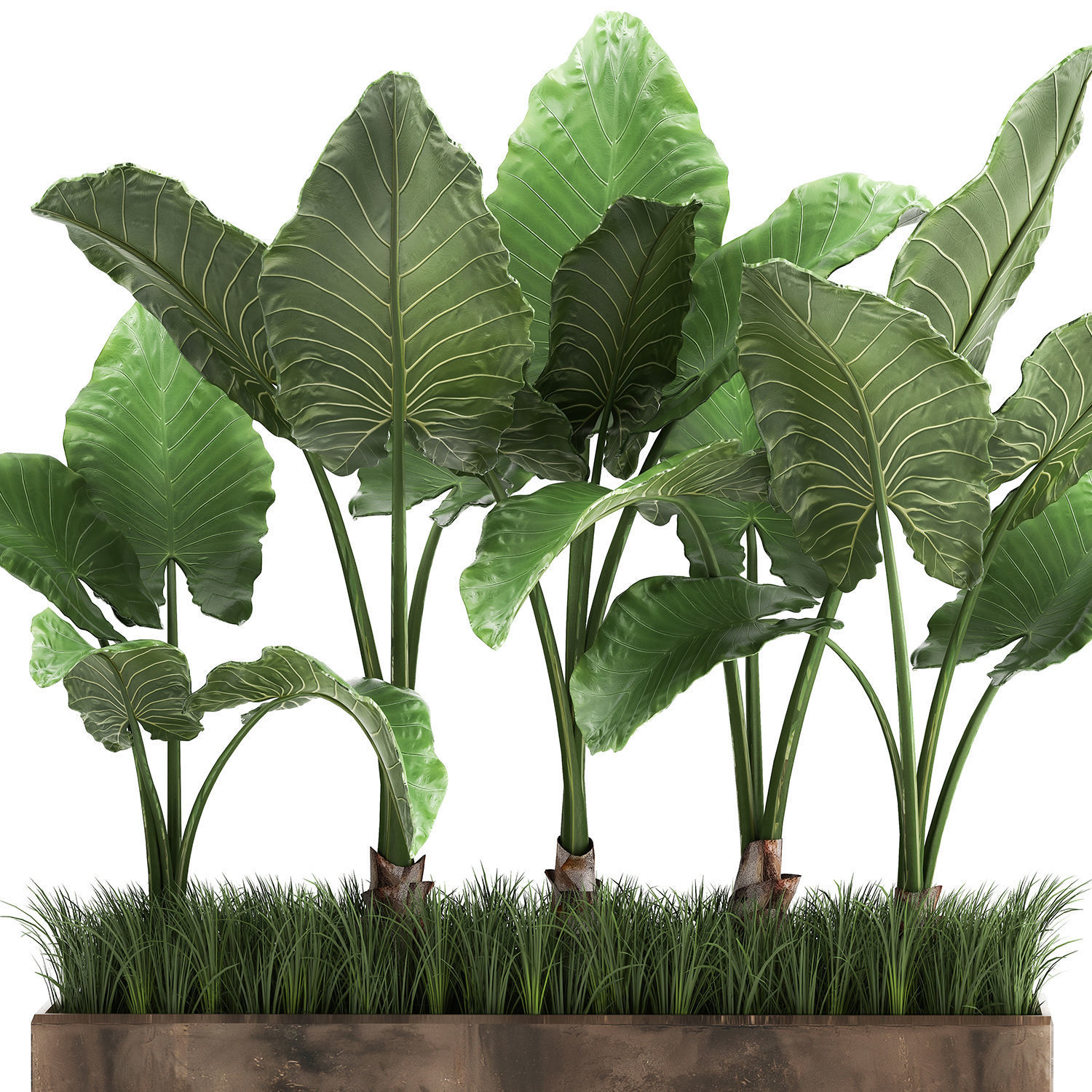 Alocasia in a pot for the interior 951 3D model_3