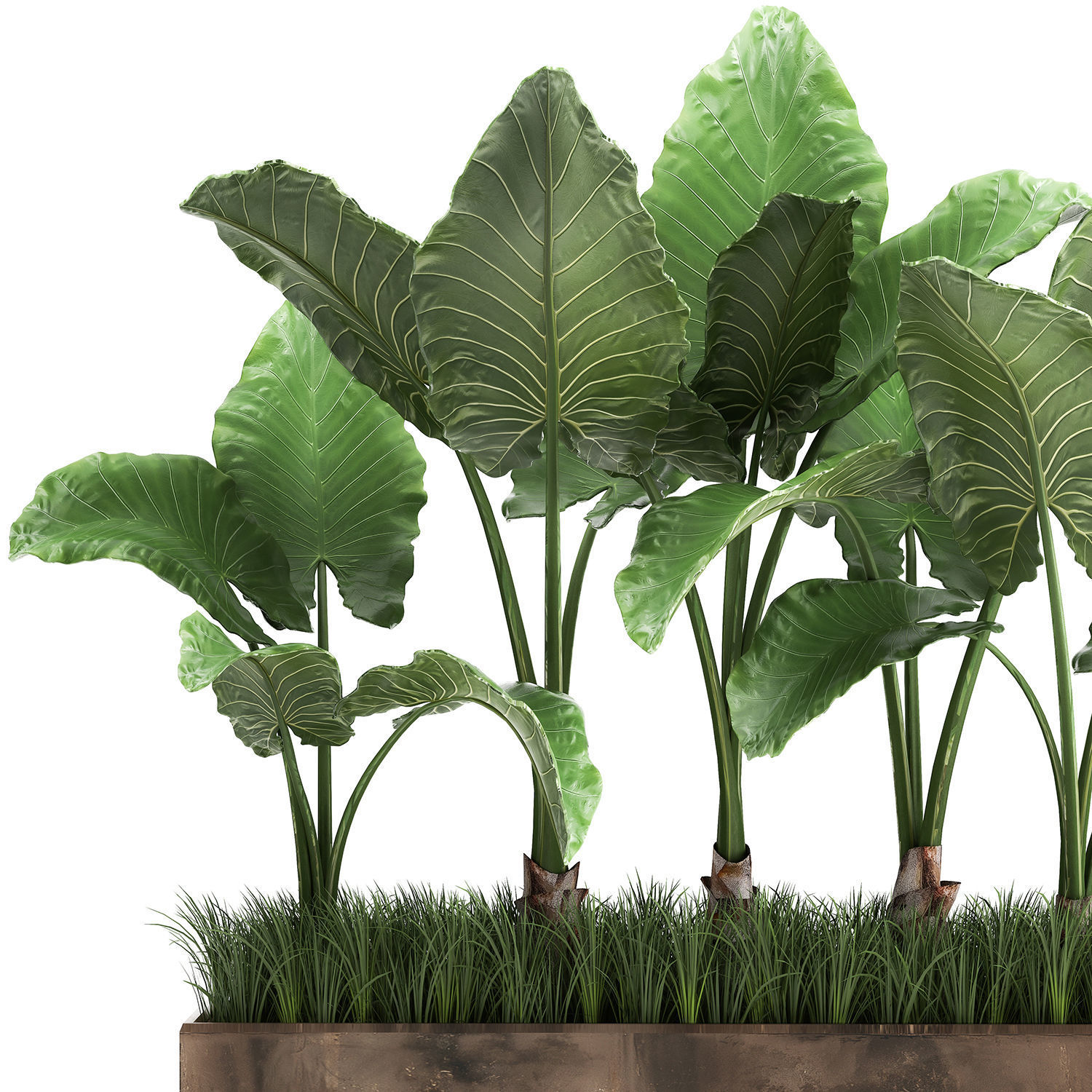 Alocasia in a pot for the interior 951 3D model_1