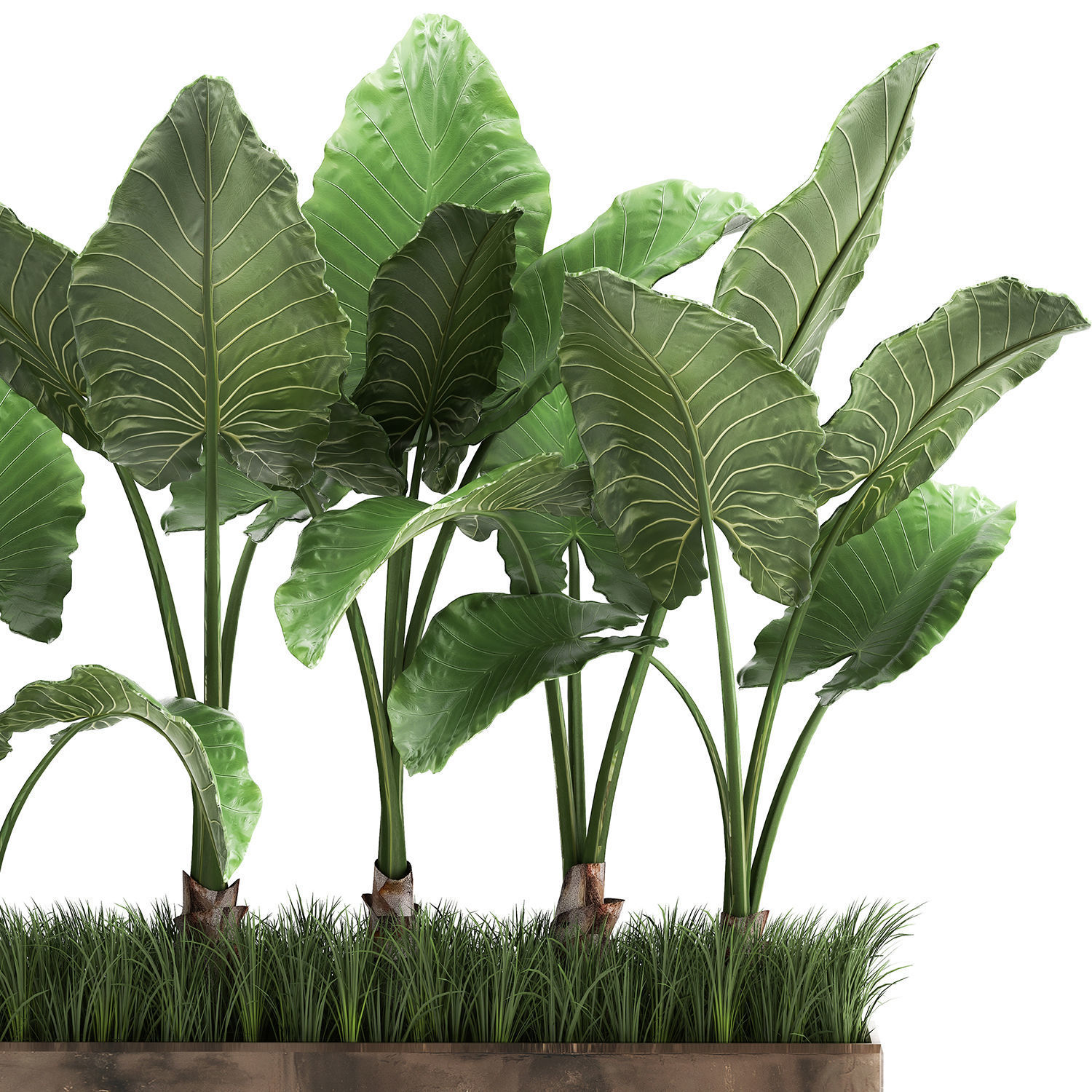 Alocasia in a pot for the interior 951 3D model_2
