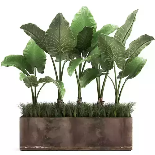 Alocasia in a pot for the interior 951 3D model