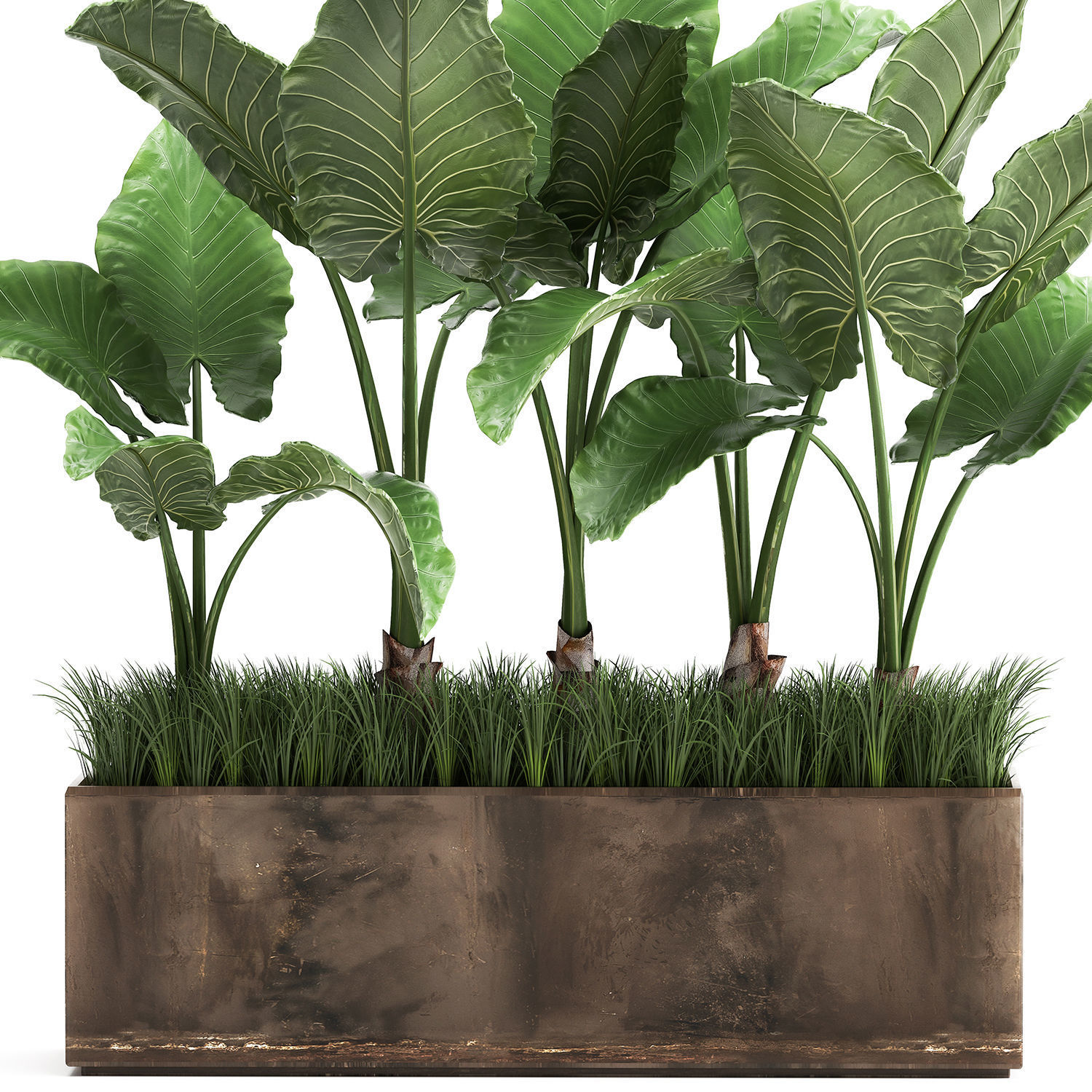 Alocasia in a pot for the interior 951 3D model_4