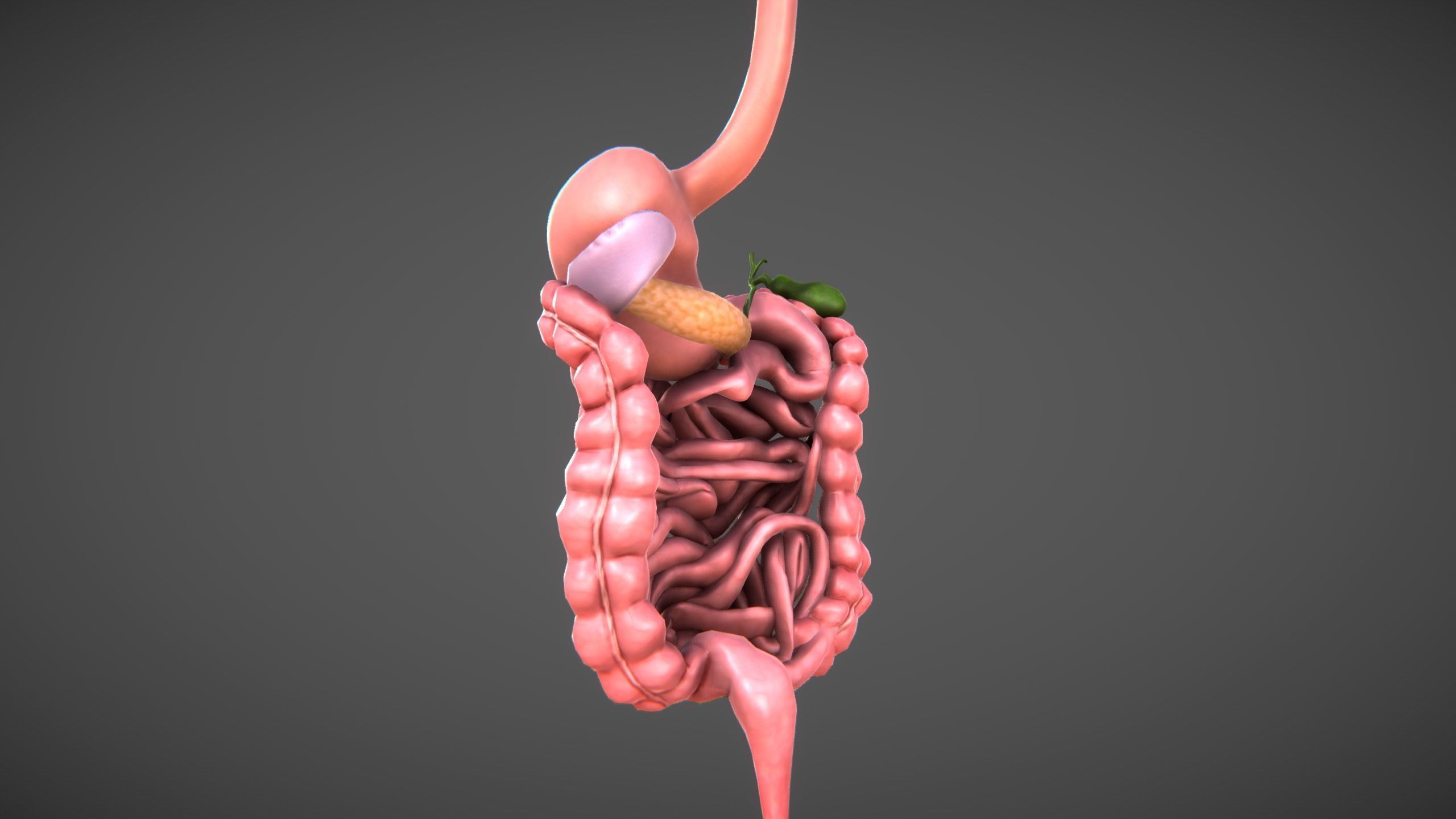 Human Digestive organs Low-poly 3D model_1