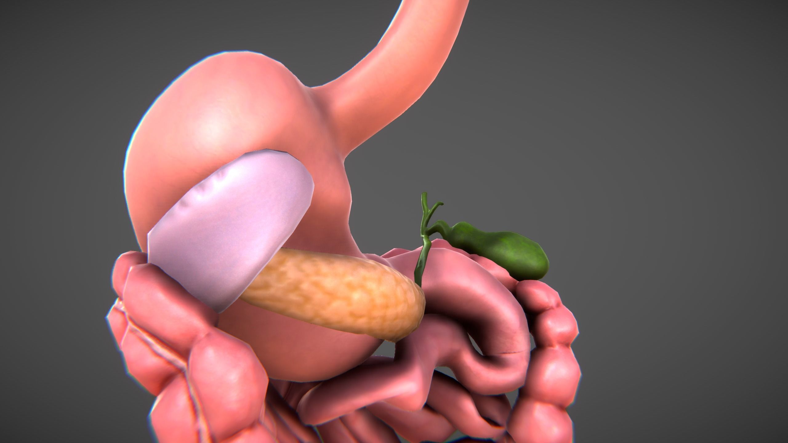 Human Digestive organs Low-poly 3D model_3