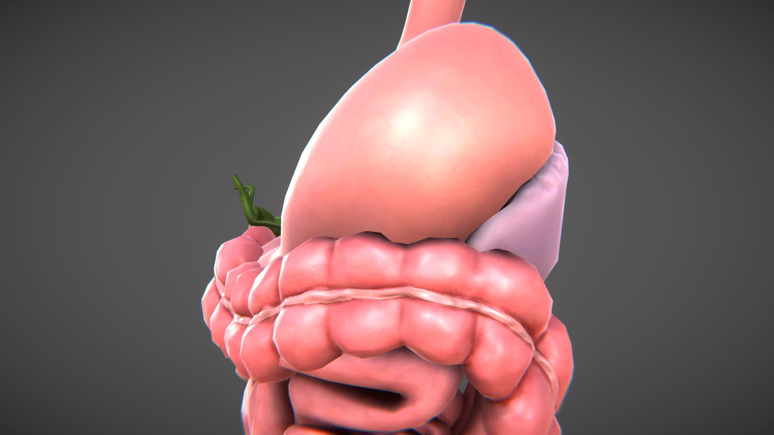 Human Digestive organs Low-poly 3D model_6