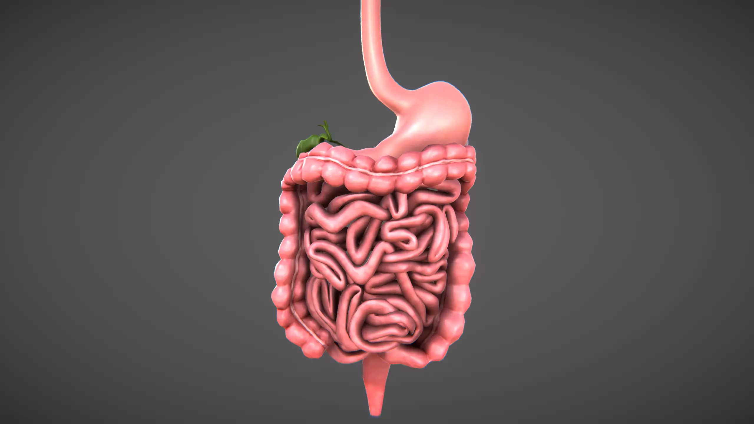 Human Digestive organs Low-poly 3D model_0