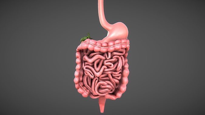 Human Digestive organs Low-poly 3D model