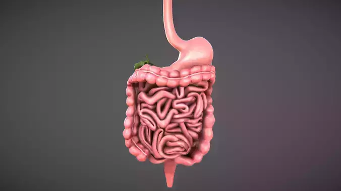 Human Digestive organs Low-poly 3D model