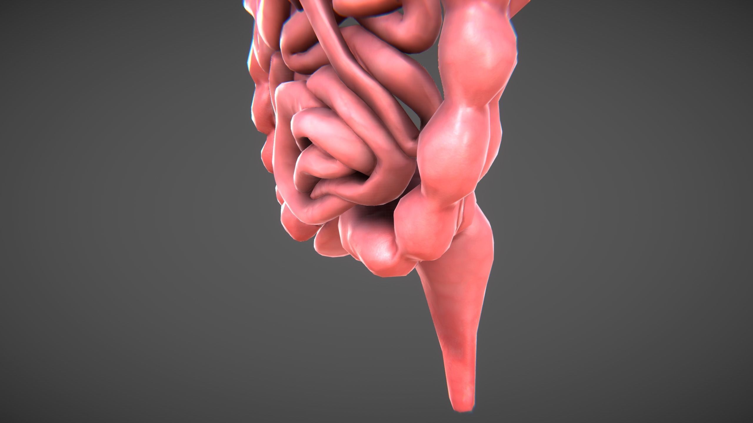 Human Digestive organs Low-poly 3D model_5