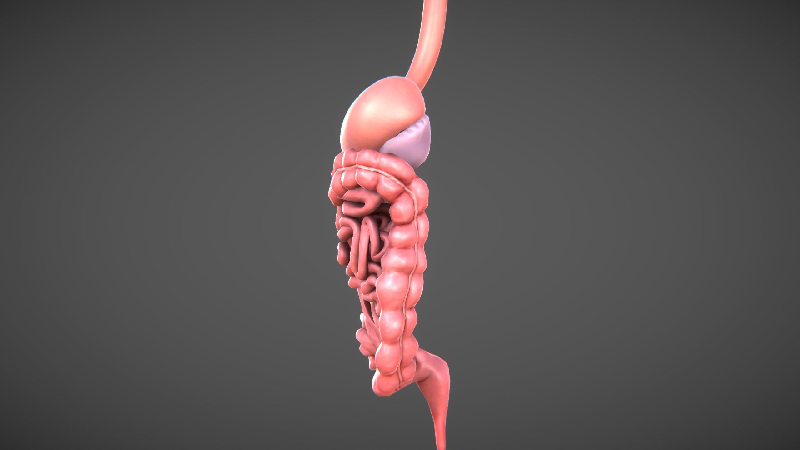 Human Digestive organs Low-poly 3D model_2
