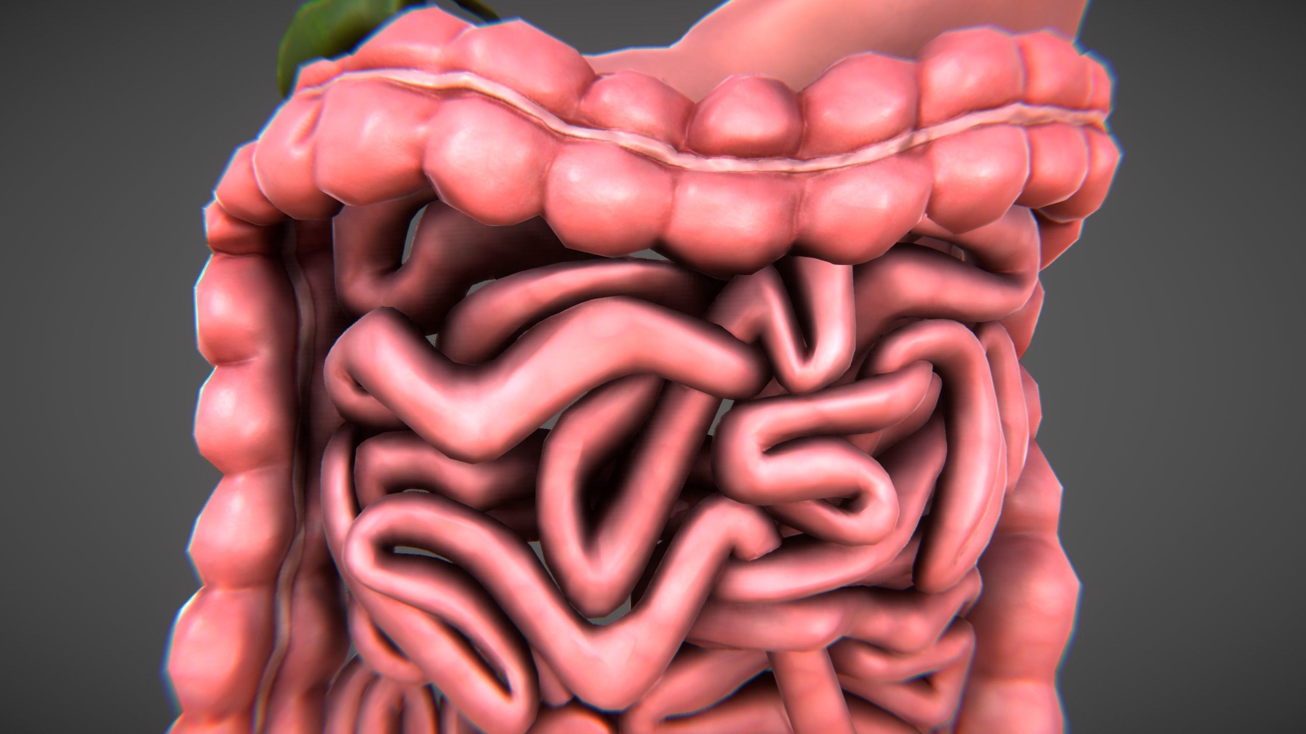 Human Digestive organs Low-poly 3D model_4
