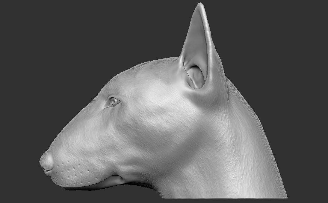 Bull Terrier dog head for 3D printing 3D print model_1