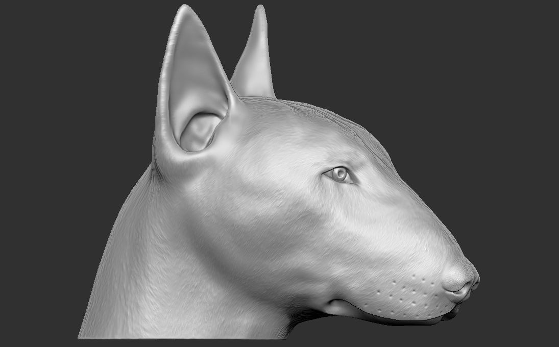 Bull Terrier dog head for 3D printing 3D print model_5