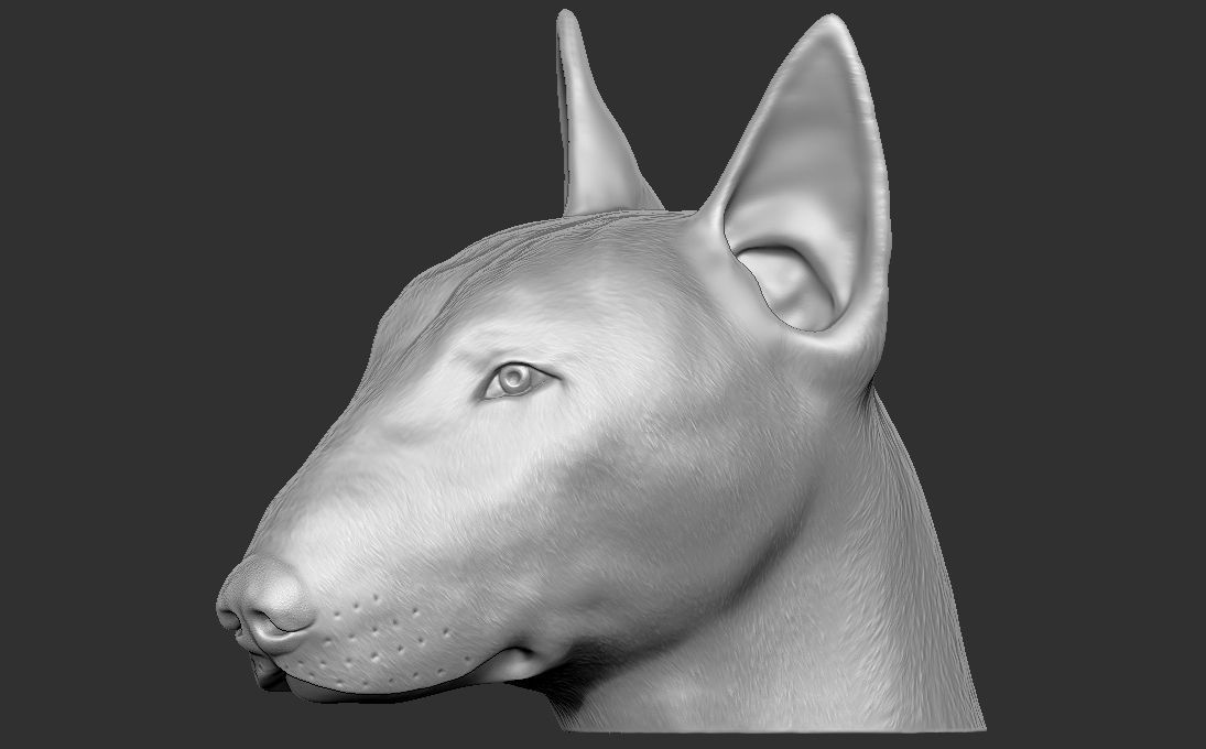 Bull Terrier dog head for 3D printing 3D print model_11