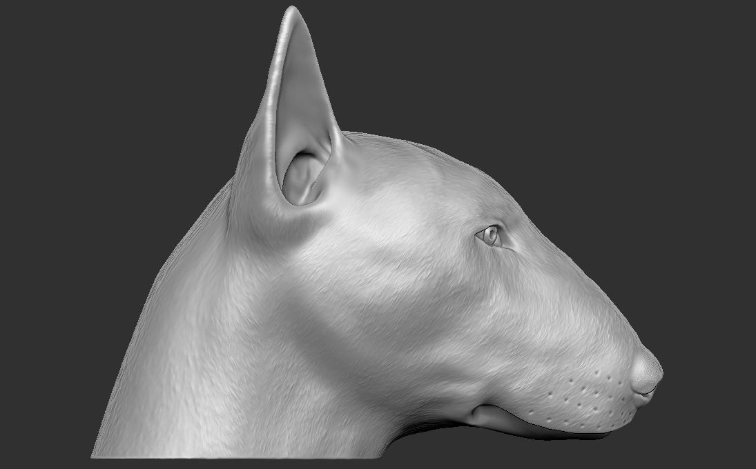 Bull Terrier dog head for 3D printing 3D print model_6